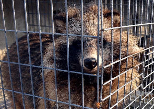 最新被禁野生动物及其高科技产品,守护生态,感受科技魅力