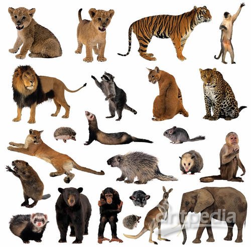 最新被禁野生动物及其高科技产品,守护生态,感受科技魅力