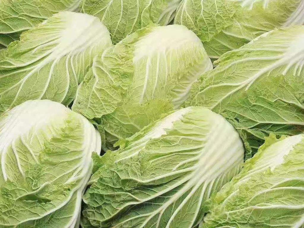 白菜价格行情深度解析，揭秘市场走势🥬
