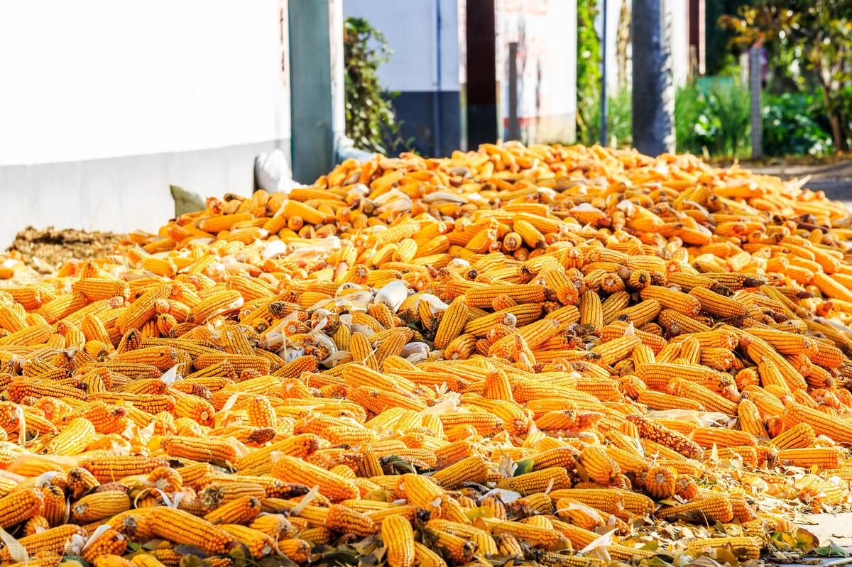 玉米现货行情最新分析解读