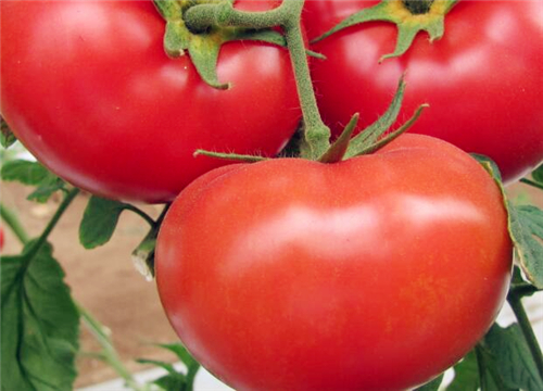 2017年夏季西红柿行情回顾与走势分析