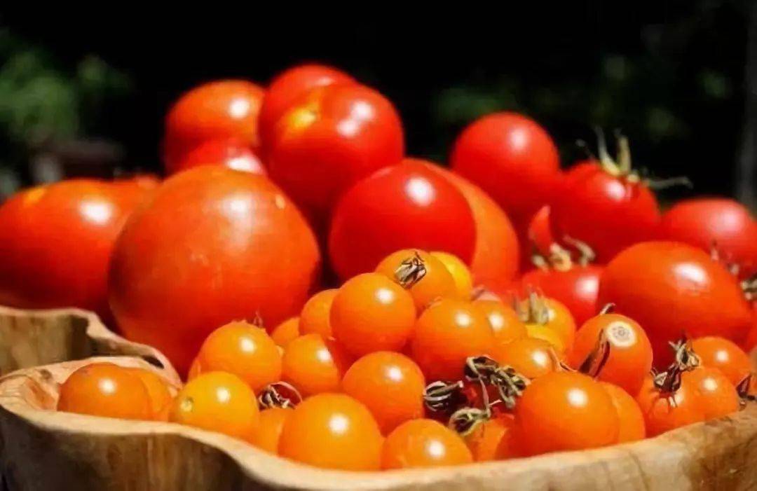 2017年夏季西红柿行情回顾与走势分析