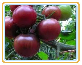 2017年夏季西红柿行情回顾与走势分析