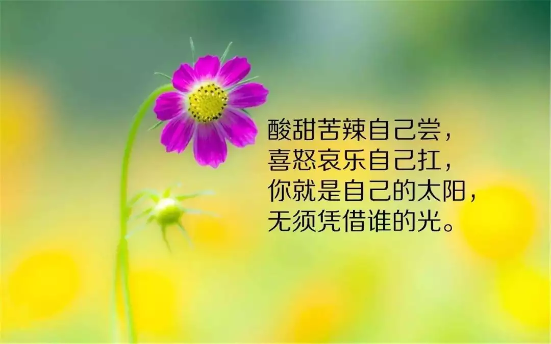 最新语录，探索自然美景之旅，寻找内心平和之地