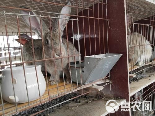 比利时兔子价格行情,一段温馨的友情故事中的探索