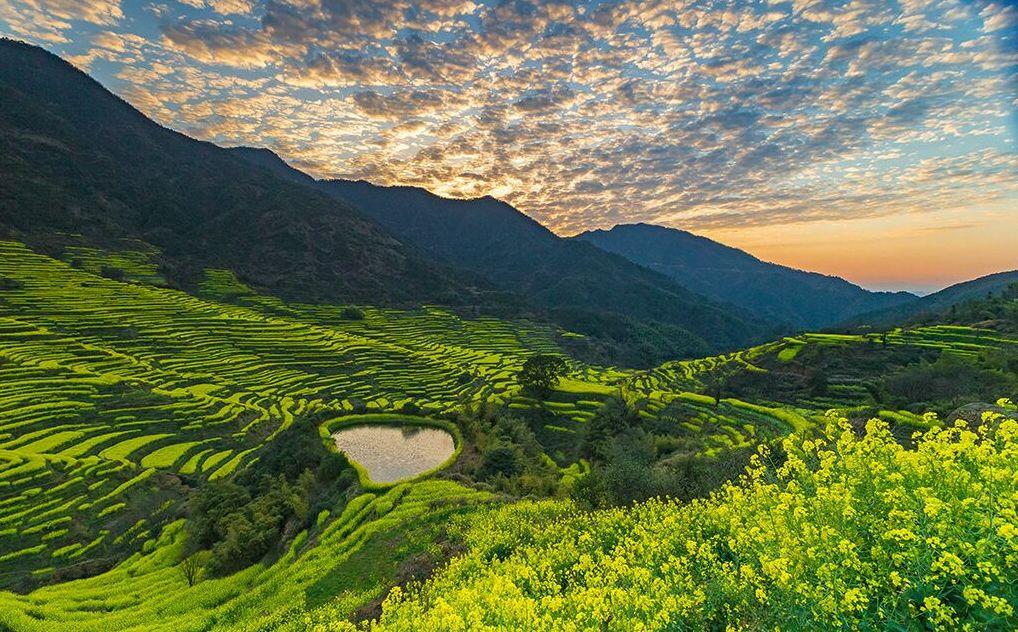 最新广场舞油菜花之恋