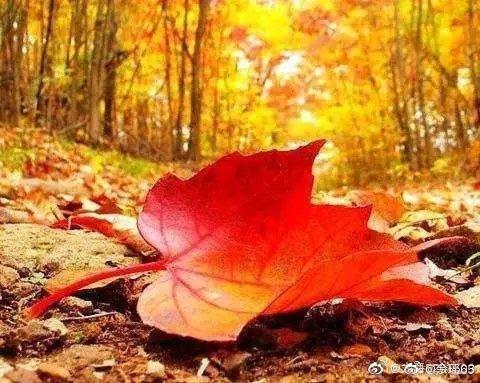 秋风寒最新作品,小巷深处的独特风情