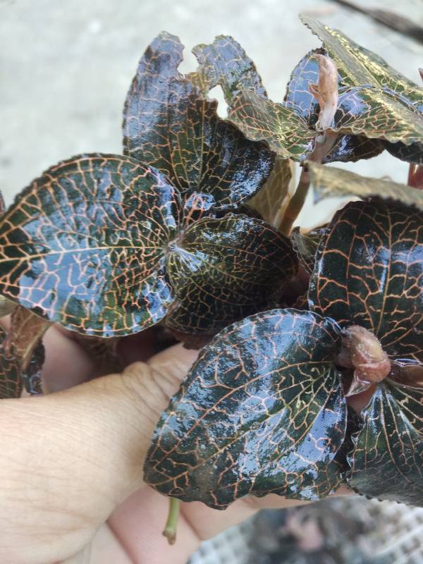 金线莲价格揭秘,深入了解金线莲的价值与市场价格参考