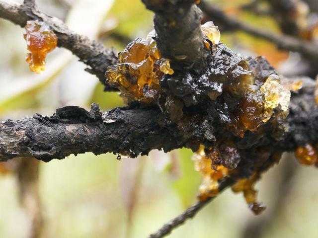 桃胶最新市价,科技与生活融合的高科技产品介绍