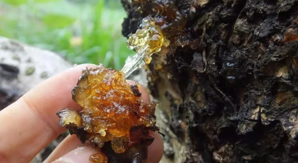 桃胶最新市价,科技与生活融合的高科技产品介绍