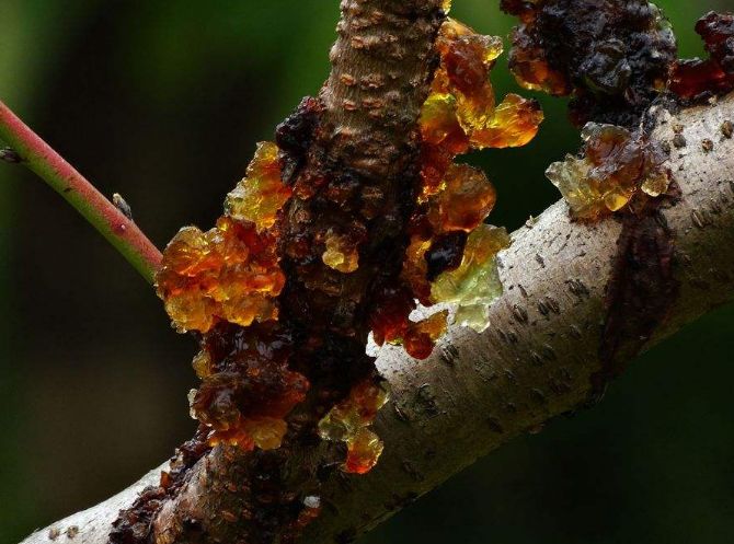 桃胶最新市价,科技与生活融合的高科技产品介绍