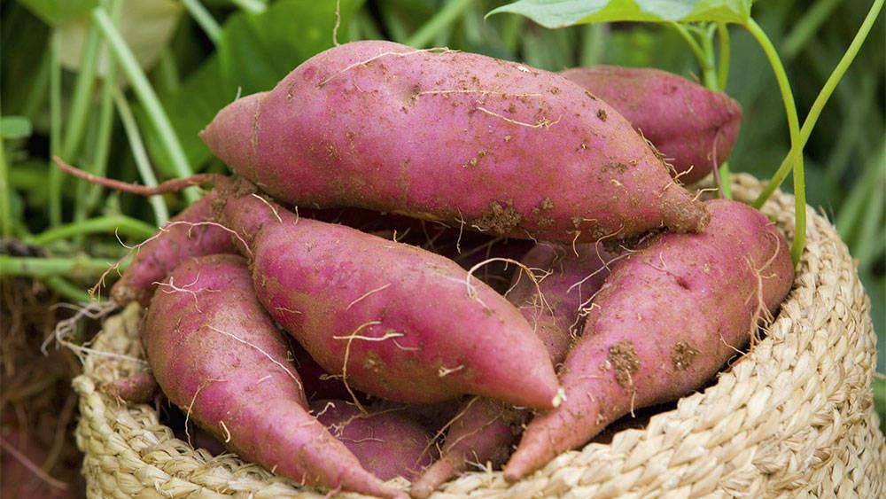 地瓜上市季节来临,香甜软糯,吃货们准备好了吗?