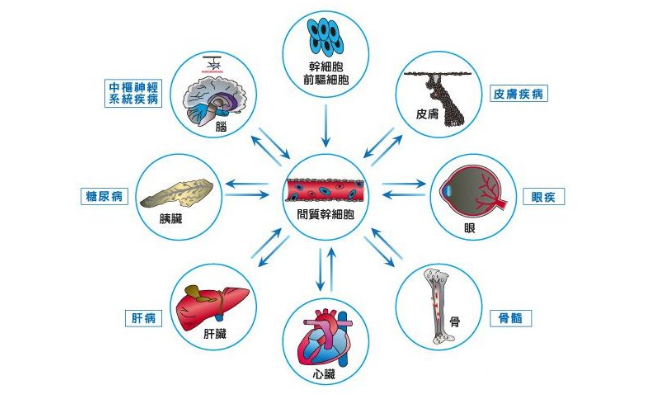 最新再生医学案例解析,突破与应用的前沿进展