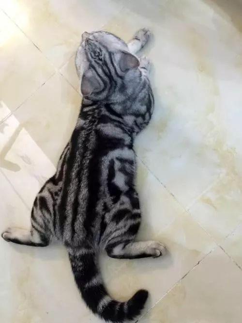 美短价格探秘,一场心灵平静的寻找之旅