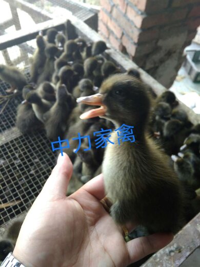 淘汰蛋鸭价格和行情,淘汰蛋鸭价格揭秘,小巷深处的特色美食行情