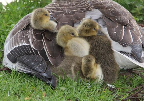 淘汰蛋鸭价格和行情,淘汰蛋鸭价格揭秘,小巷深处的特色美食行情