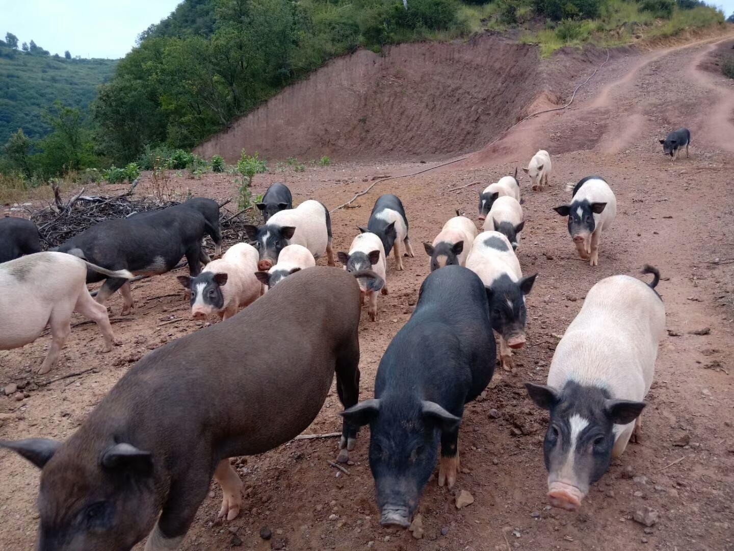 中国最新建成区域面积,变化中的奇迹,展现自信与成就之源