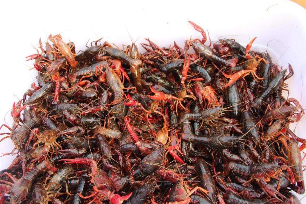 最新龙虾行情与心灵之旅,探寻自然美景,寻找内心平静与喜悦