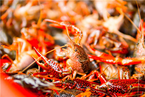 最新龙虾行情与心灵之旅,探寻自然美景,寻找内心平静与喜悦