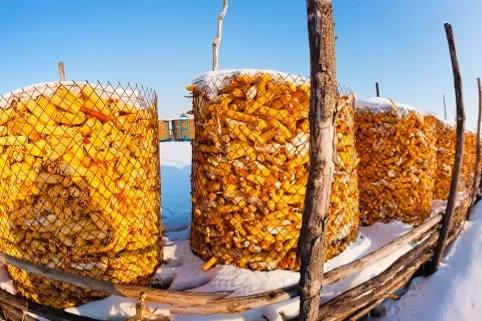 全国小麦最新行情详解,获取与分析市场动态的方法与策略