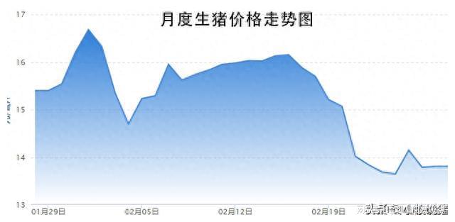 当前猪价行情深度探讨与分析,市场走势与影响因素解析