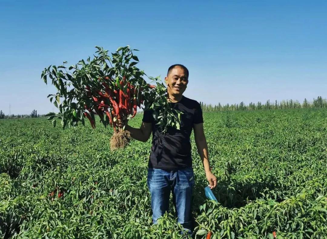 辣椒行情走势深度解析