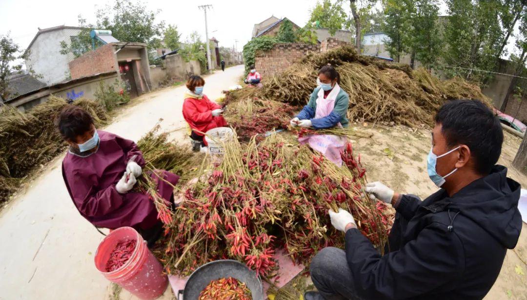 辣椒行情走势深度解析