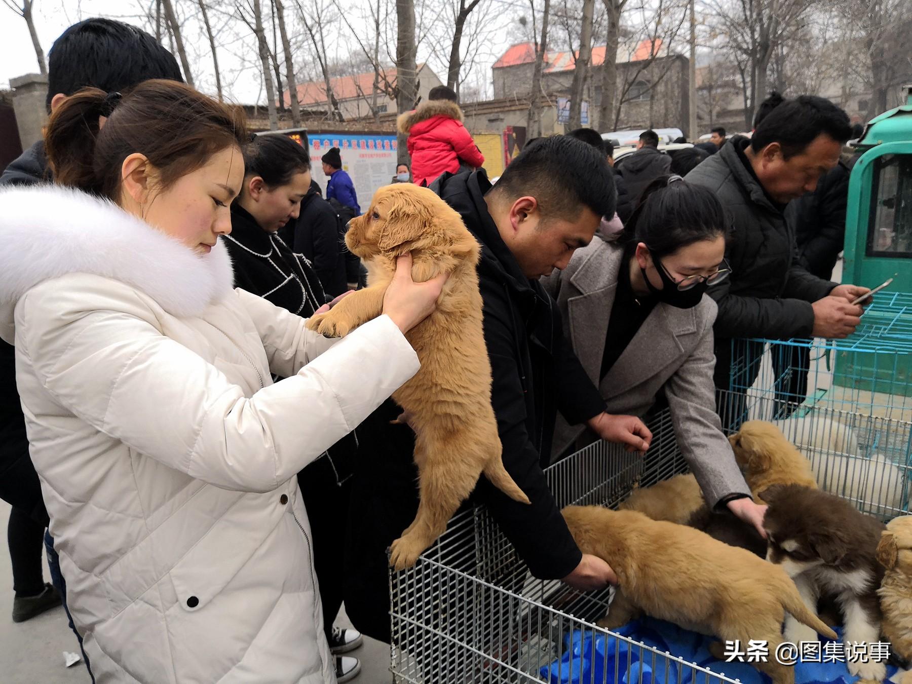 最新藏獒品种详解与介绍