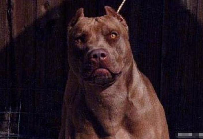 最新藏獒品种详解与介绍