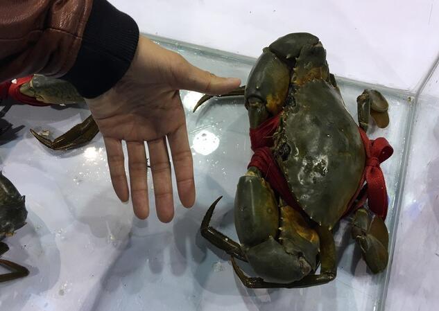 青蟹新鲜上市,美味与健康双享的海洋盛宴!