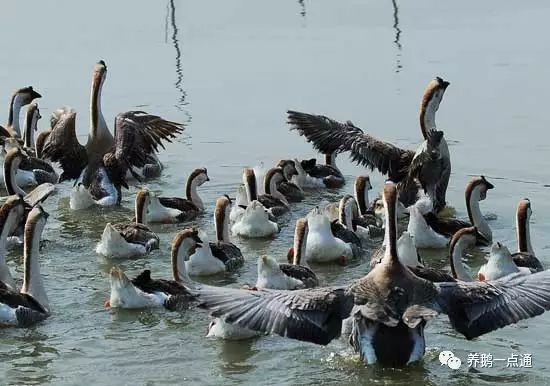 成鹅价格最新行情,科技与生活的无缝对接