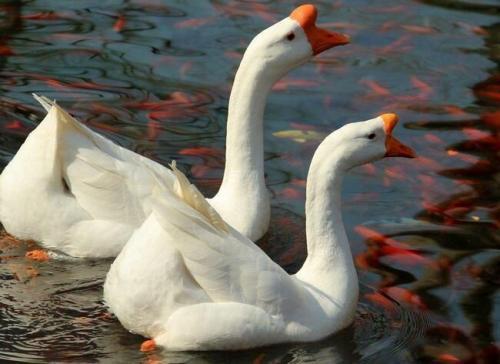 成鹅价格最新行情,科技与生活的无缝对接