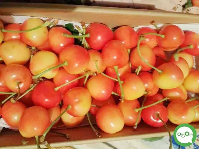 樱桃新品尝鲜盛宴,甜美盛宴开启!