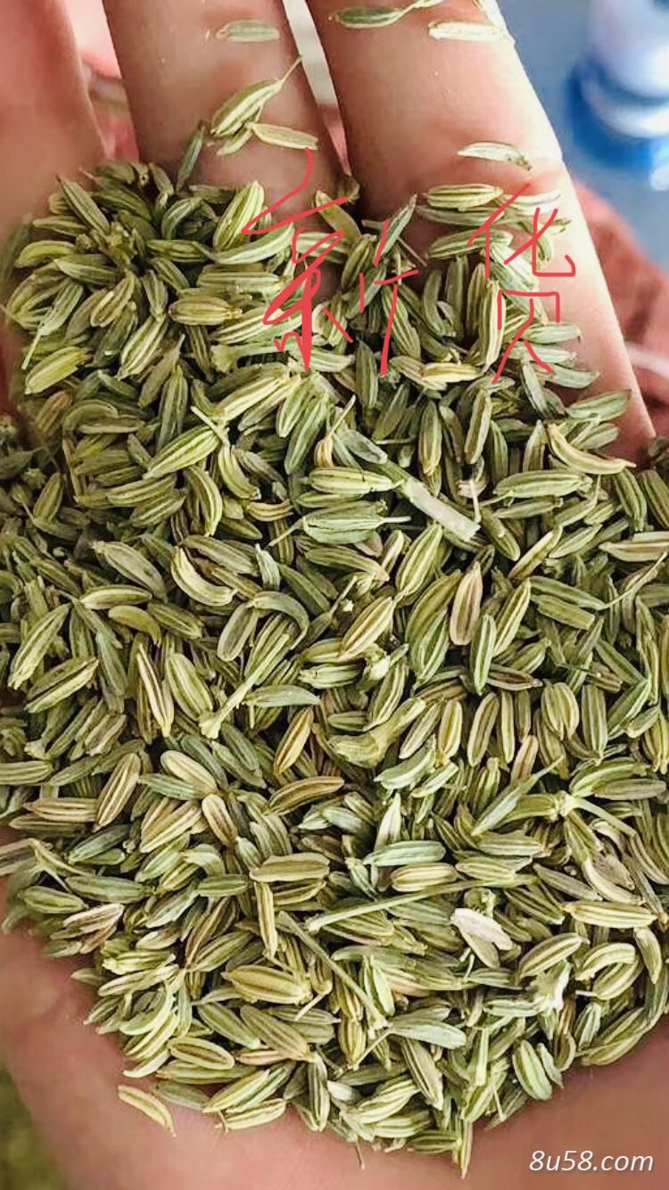 大茴香市场深度解析,行情走势、种植前景与产业分析