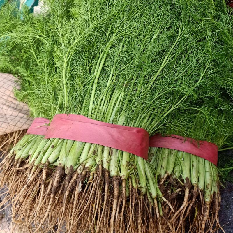 大茴香市场深度解析,行情走势、种植前景与产业分析