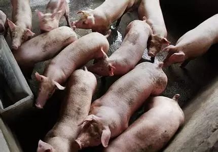 生猪市场价格行情探寻与独特美食小巷之旅