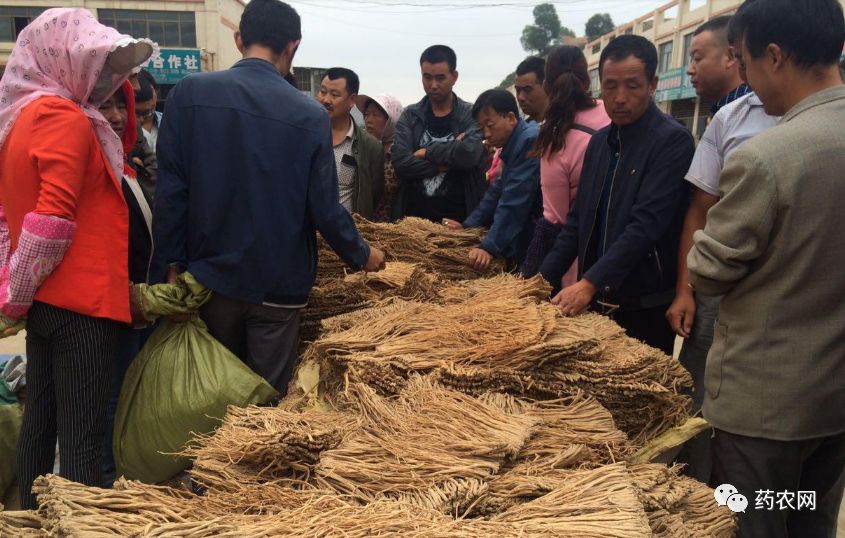 中药行情深度解析,入门指南与技能进阶攻略