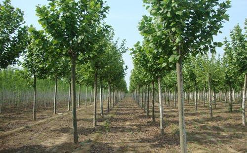 最新法桐价格查询,探寻法桐价值背后的友情故事