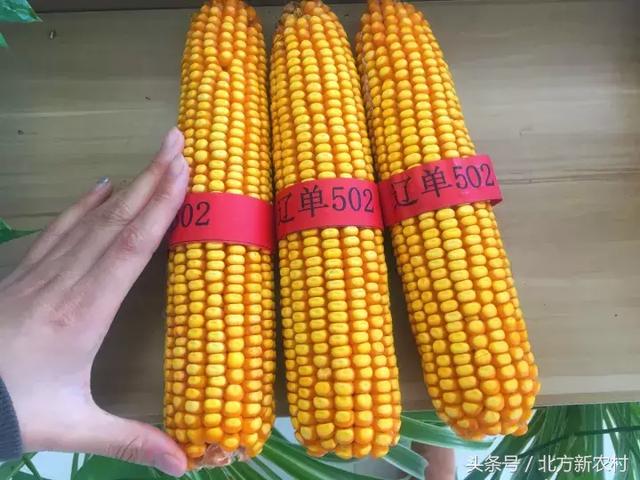 水果玉米批发价格行情揭秘,小巷中的宝藏探索