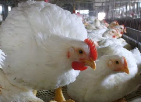 今日肉鸡苗价格行情更新,自然美景之旅寻求内心平静