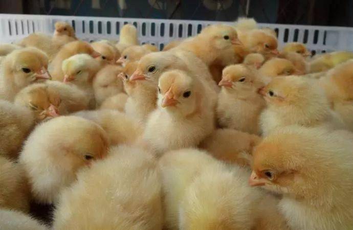 今日肉鸡苗价格行情更新,自然美景之旅寻求内心平静