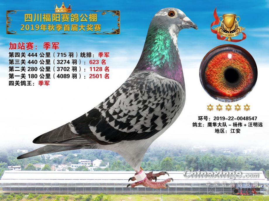 天宇赛鸽公棚最新公告,鸽子欢乐天地与家的温馨纽带