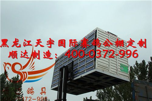 天宇赛鸽公棚最新公告,鸽子欢乐天地与家的温馨纽带