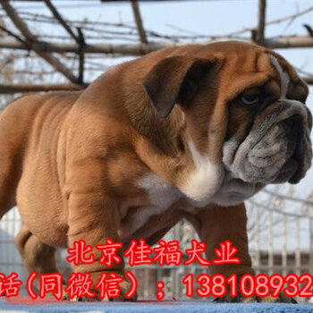 英牛犬行情,一段温馨的友情之旅启程