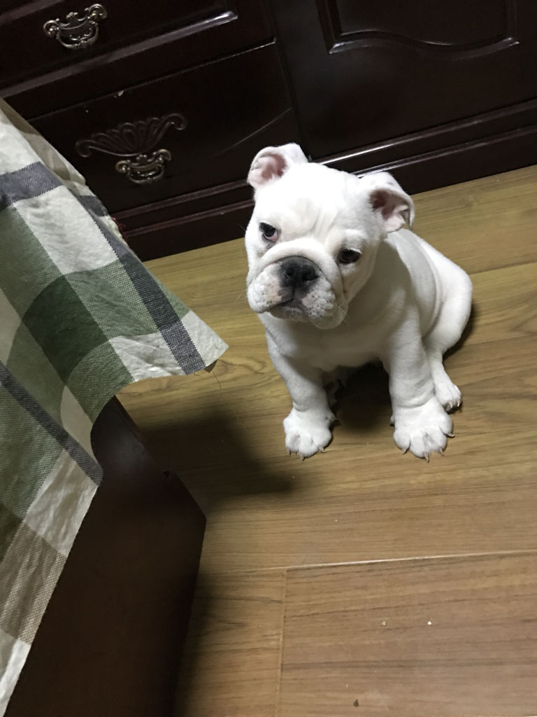 英牛犬行情,一段温馨的友情之旅启程