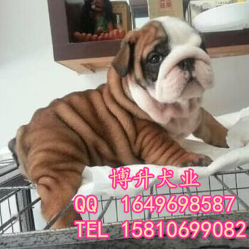 英牛犬行情,一段温馨的友情之旅启程