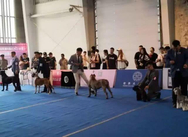 揭秘CKU比赛,精彩纷呈的竞技盛宴,探寻比赛核心要素!