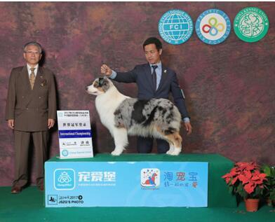 揭秘CKU比赛,精彩纷呈的竞技盛宴,探寻比赛核心要素!