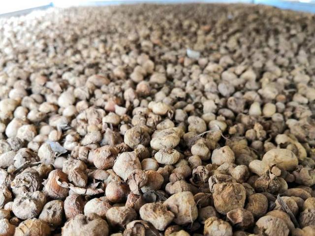 元胡最新行情揭秘,小巷中的隐藏宝藏!