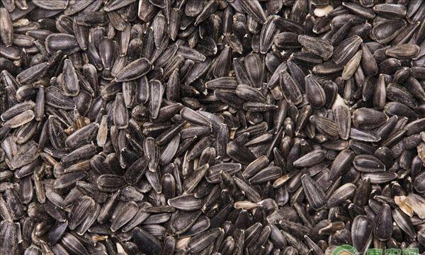 葵花籽行情揭秘,巷弄深处的奇趣世界